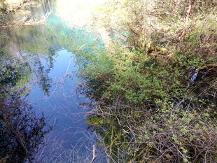 山间清澈溪流与繁茂植被