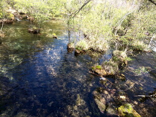 山间清澈溪流风景