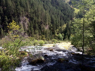 山间溪流旁的茂密森林