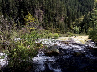 山间溪流旁的茂密森林