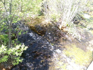 林间小溪畔的自然景致