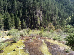山间湿地与茂密森林景观