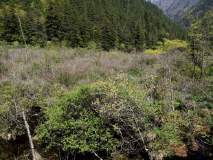 山林间繁茂的植被景观