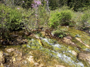 山间溪流旁的繁茂绿植