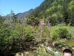 山间溪边的烂漫自然风景