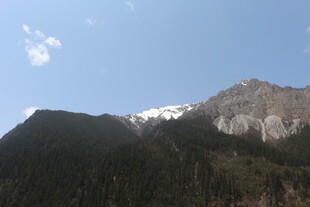 巍峨雪山下的葱郁山林