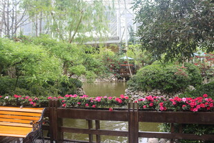 花园中的木桥与缤纷花卉