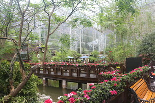 园林美景中的花卉与桥梁