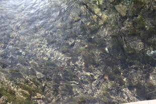 清澈水底的石块与绿植