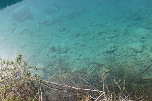 清澈湖水与岸边植物景观