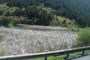 湖畔风景 草木葱郁映青山