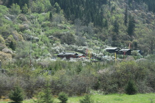 山间村落隐于葱郁草木间