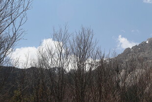 冬日山林 蓝天枯树之景