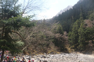 山间碎石地与茂密树林