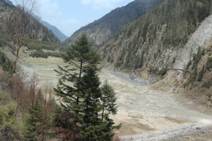 山间河谷中的挺拔松树