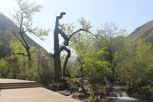 山间枯树与繁茂植被景观