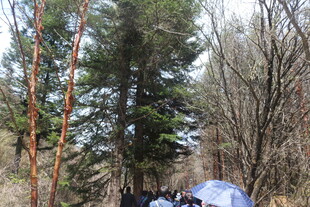 森林中的露营场景