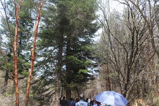 森林中的露营场景