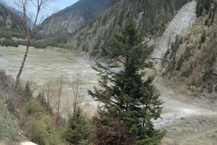 山间河谷边的挺拔松树