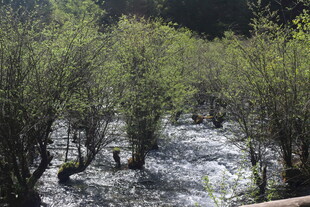 山间溪流旁的葱郁树木