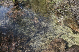 清澈水底的自然景象