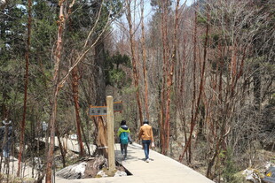 林间漫步的徒步旅行者