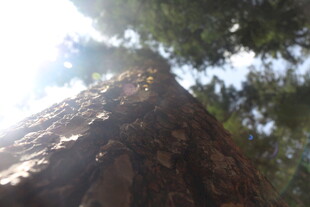 仰视树干与林间阳光