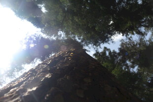 仰视参天大树的壮丽景象