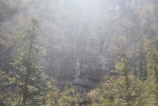 山林迷雾中的葱郁树木