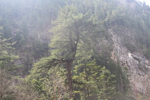 山林茂密的自然景观