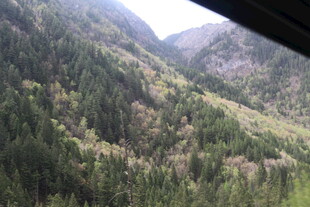 山间葱郁森林美景