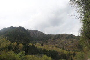 山间景致 绿意盎然的山林