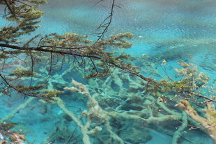 水下枯树景象 蓝绿水域奇观