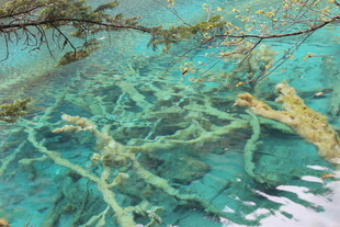 清澈湖底的水下植物景观