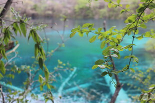 透过枝叶看澄澈蓝湖
