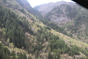 山间苍翠森林景观