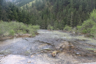 山间清澈溪流穿林而过