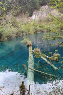 清澈蓝湖中的枯木景观