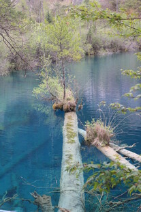 蓝湖中的枯木景观