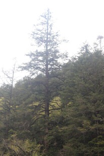 山林中的挺拔松树