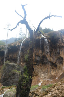 枯树旁的壮观瀑布景观