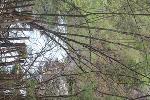 林间倒影 静谧自然之景