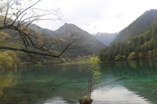 山间碧绿湖水与孤树