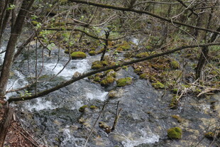 山间溪流与苔藓景致