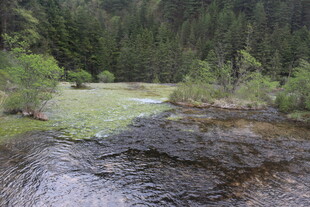 山间清潭畔的葱郁树林