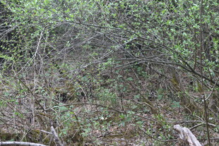 野外繁茂植被景象