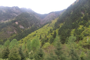 山间葱郁森林壮丽景致