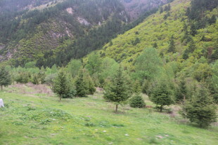 山间翠绿松林美景