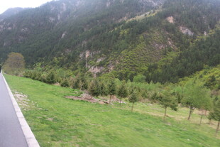 山间公路旁的翠绿景致