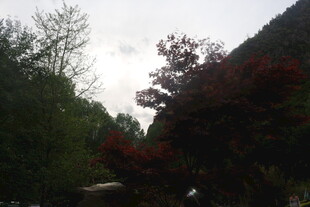 山林间色彩斑斓的树木景色